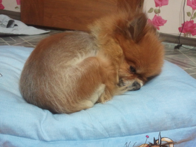 포메라이언, 뽀미를 찾습니다.