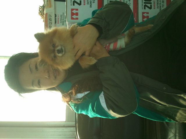 포메라이언, 뽀미를 찾습니다.