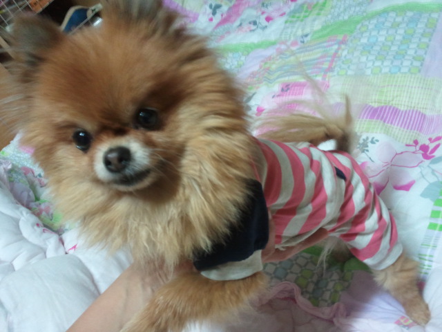 포메라이언, 뽀미를 찾습니다.