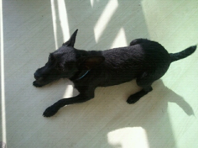 우리 찰리를 찾아주세요