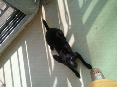 우리 찰리를 찾아주세요