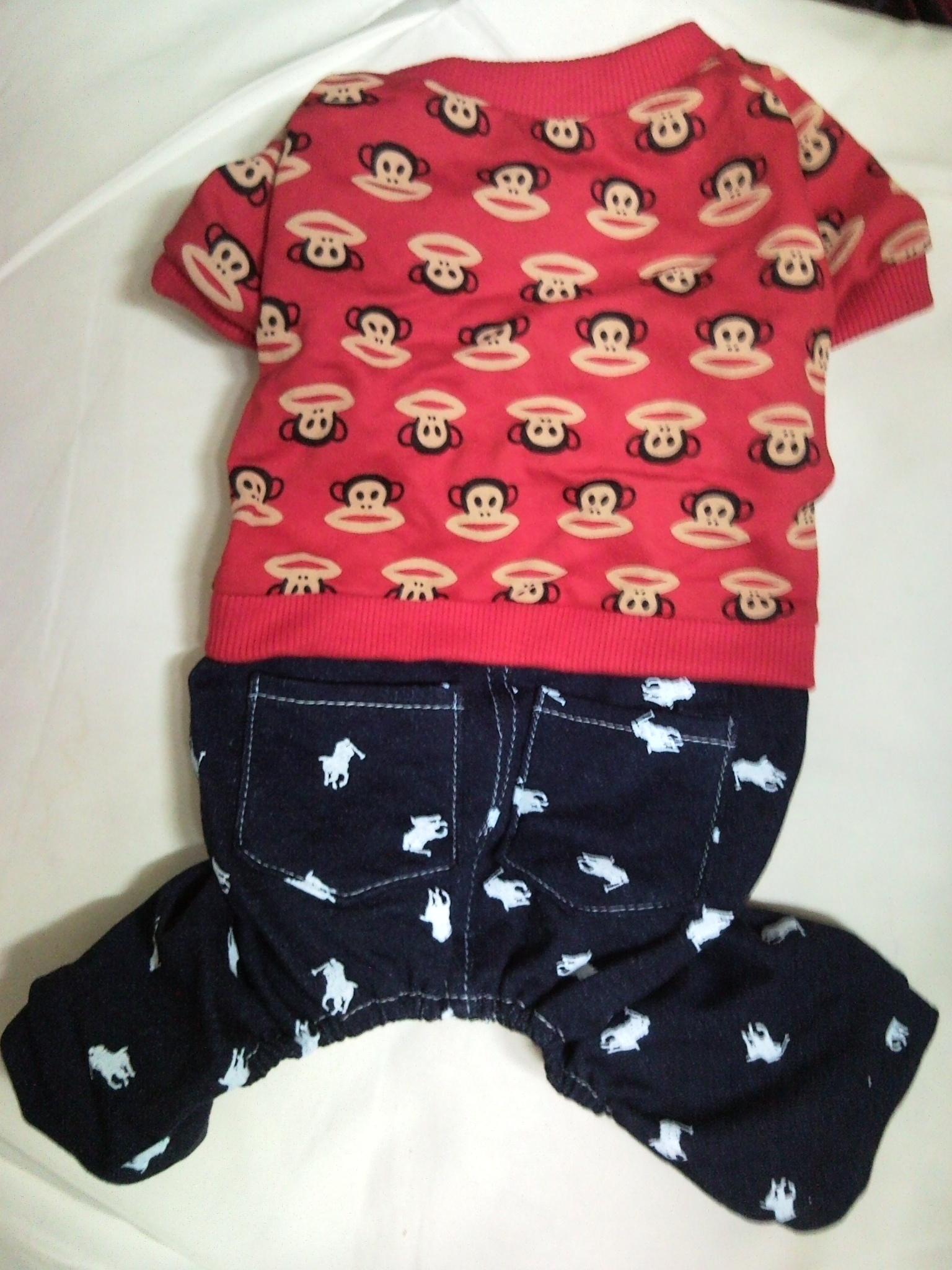 전북 군산에서 갈색푸들 갈색강아지를 잃어버렸어요[3월7일]