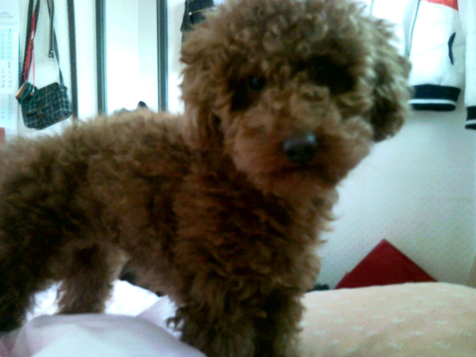 전북 군산에서 갈색푸들 갈색강아지를 잃어버렸어요[3월7일]