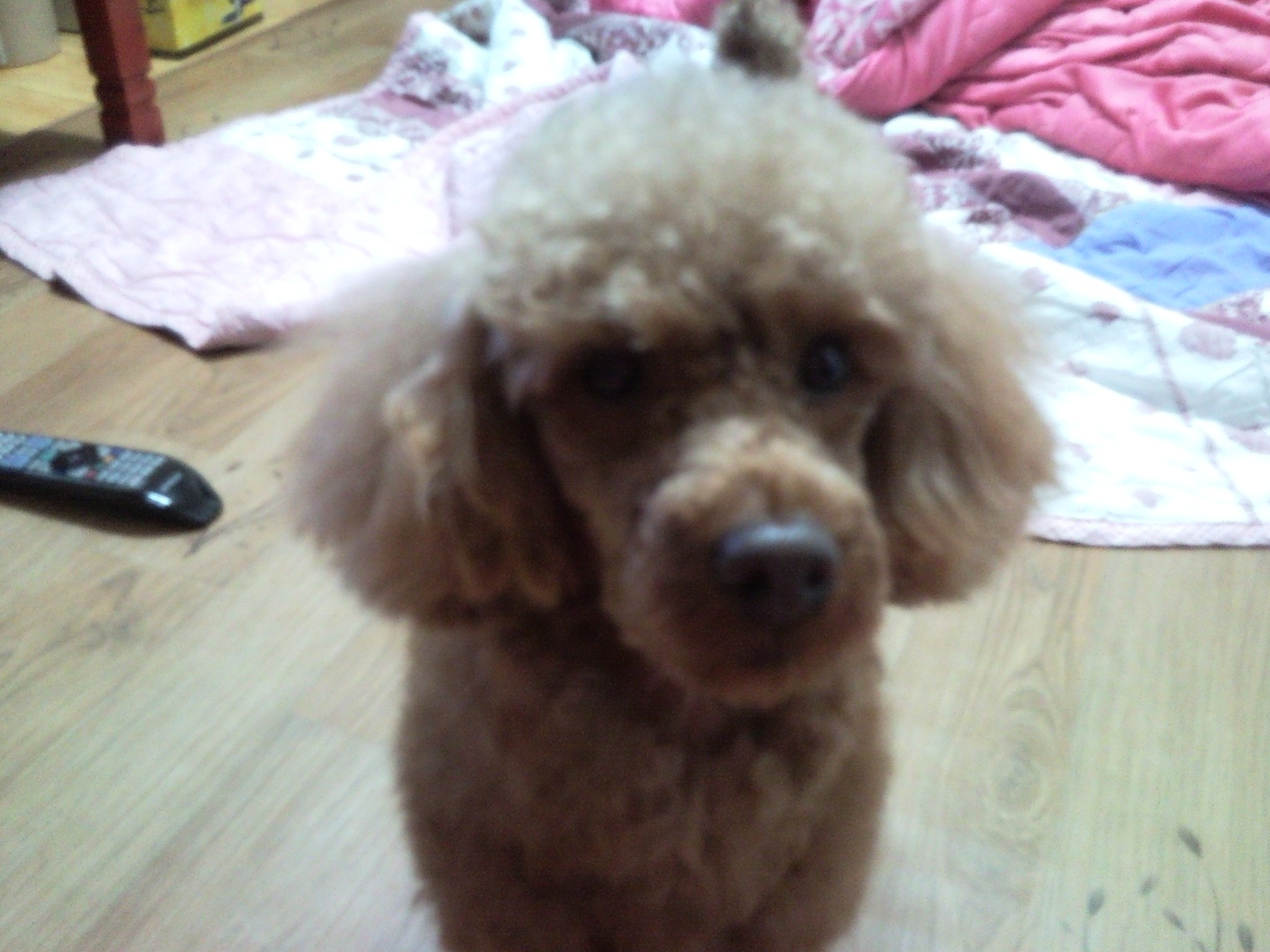 전북 군산에서 갈색푸들 갈색강아지를 잃어버렸어요[3월7일]