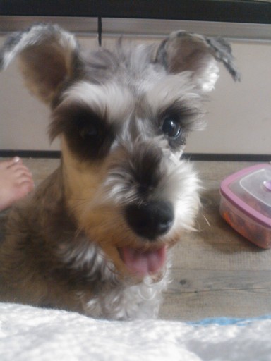 부산분들 자세히 봐주세요...우리 슈 좀 찾아주세요