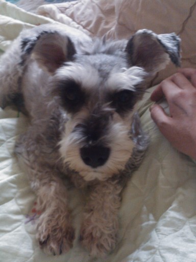 부산분들 자세히 봐주세요...우리 슈 좀 찾아주세요