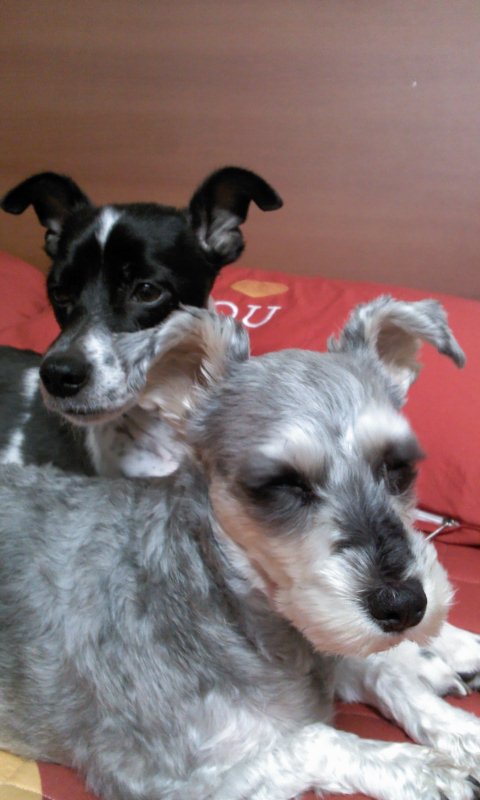 부산분들 자세히 봐주세요...우리 슈 좀 찾아주세요