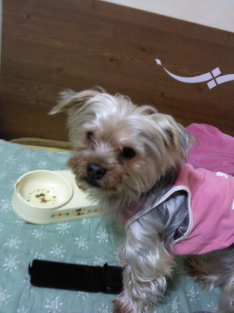 경기 군포 요크셔테리어 남아 찾아요 ㅠㅠ