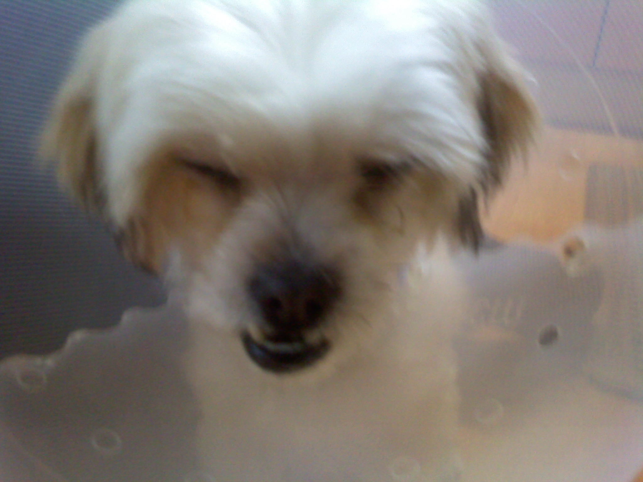 서울/광진구 약1년추정 강아지