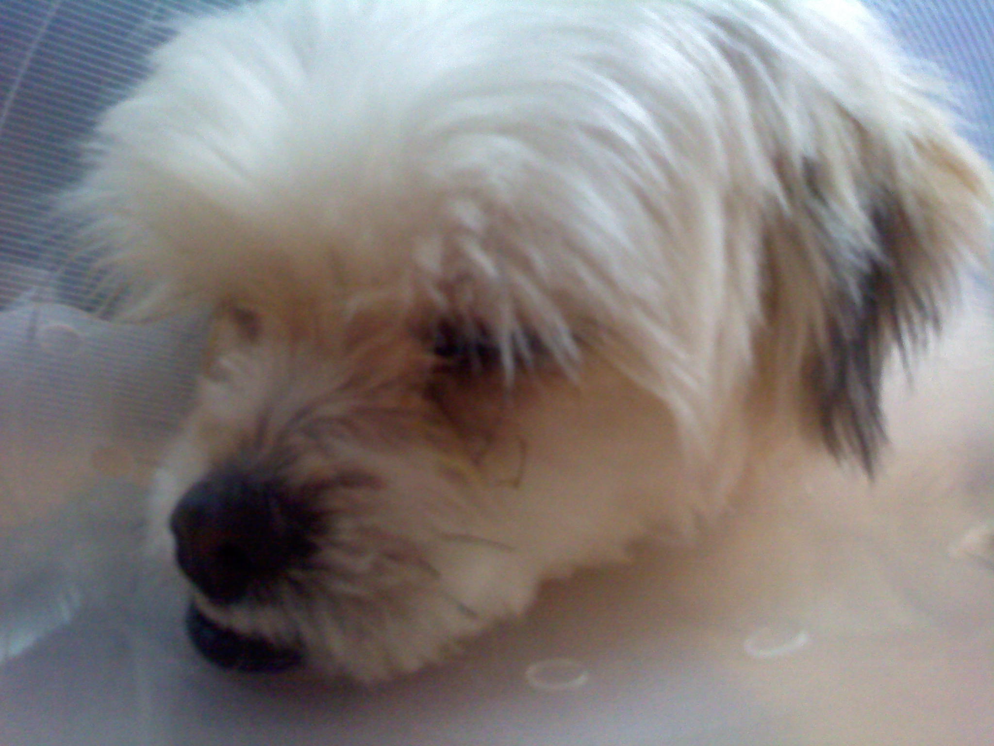 서울/광진구 약1년추정 강아지