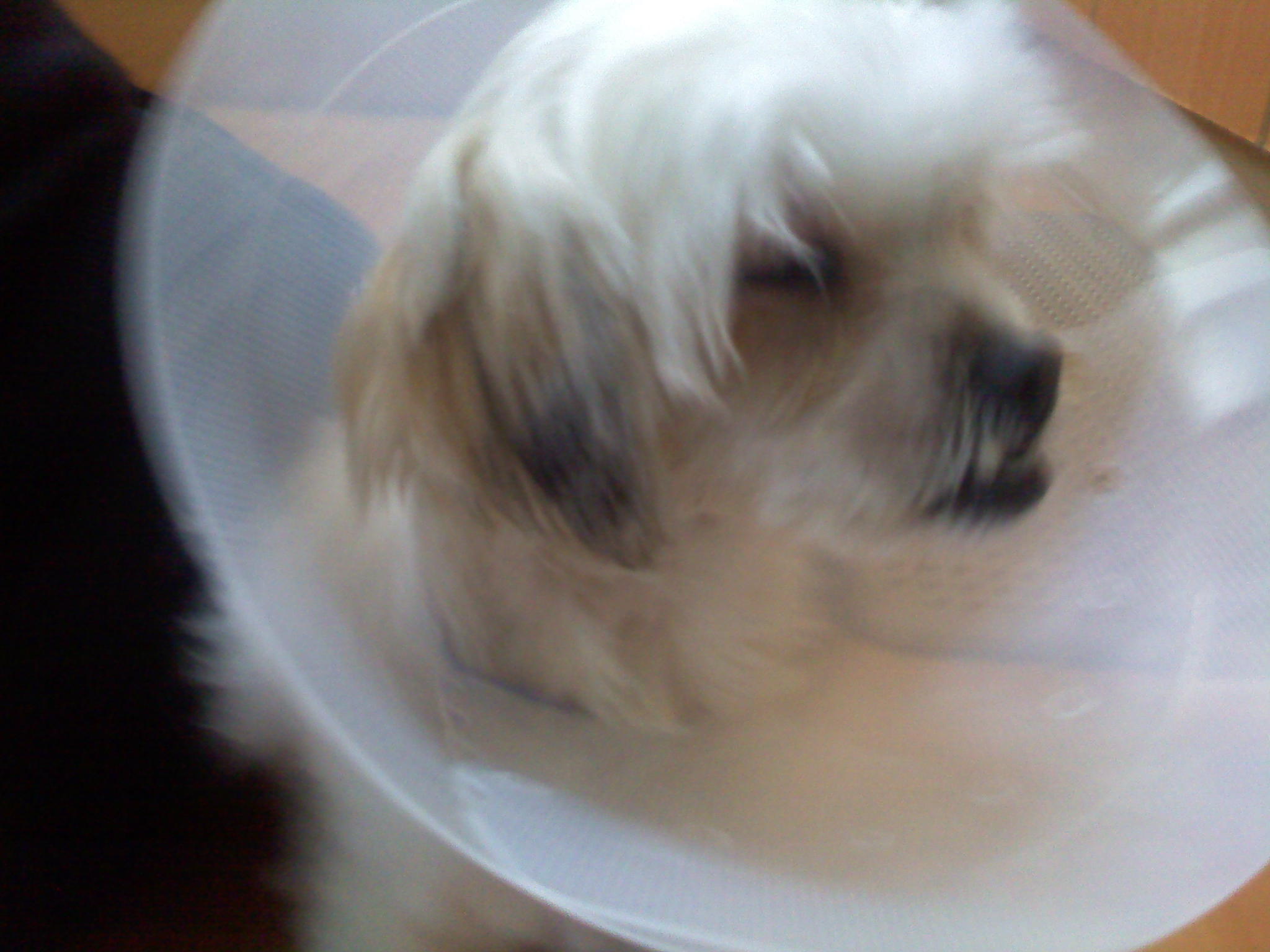 서울/광진구 약1년추정 강아지