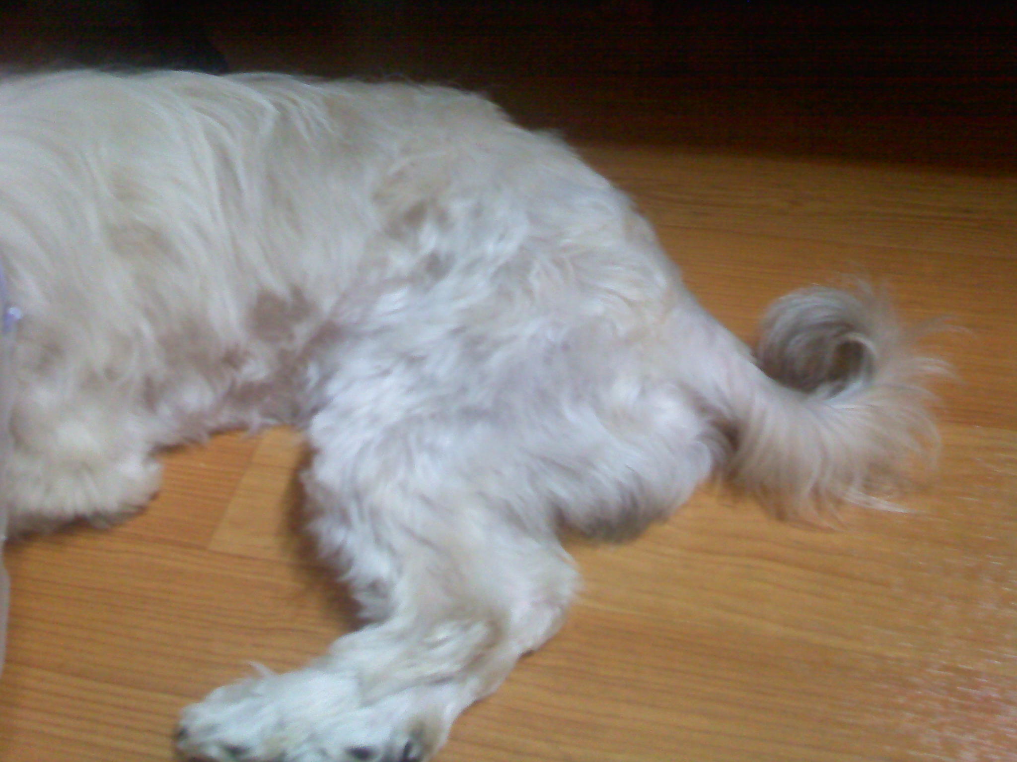 서울/광진구 약1년추정 강아지