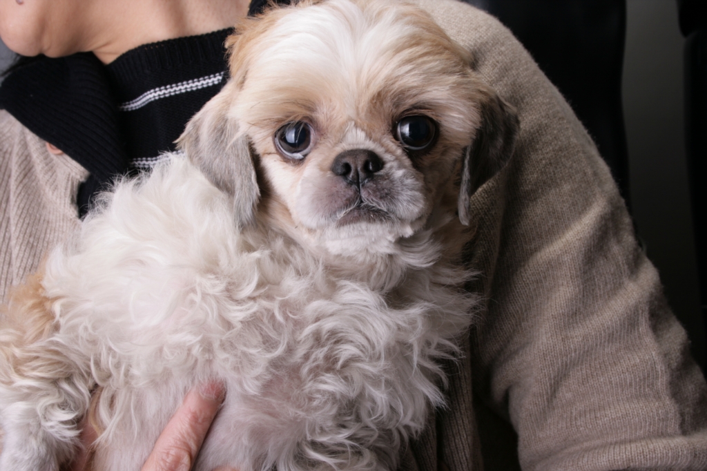 경기광주 오포읍 능평리인근 시츄 강쥐 잃어버리신분