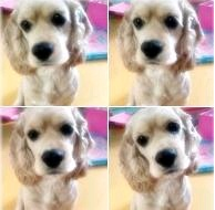 일산동구 성석동에서 코카스파니엘 잃어버렸어요..