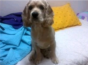 일산동구 성석동에서 코카스파니엘 잃어버렸어요..