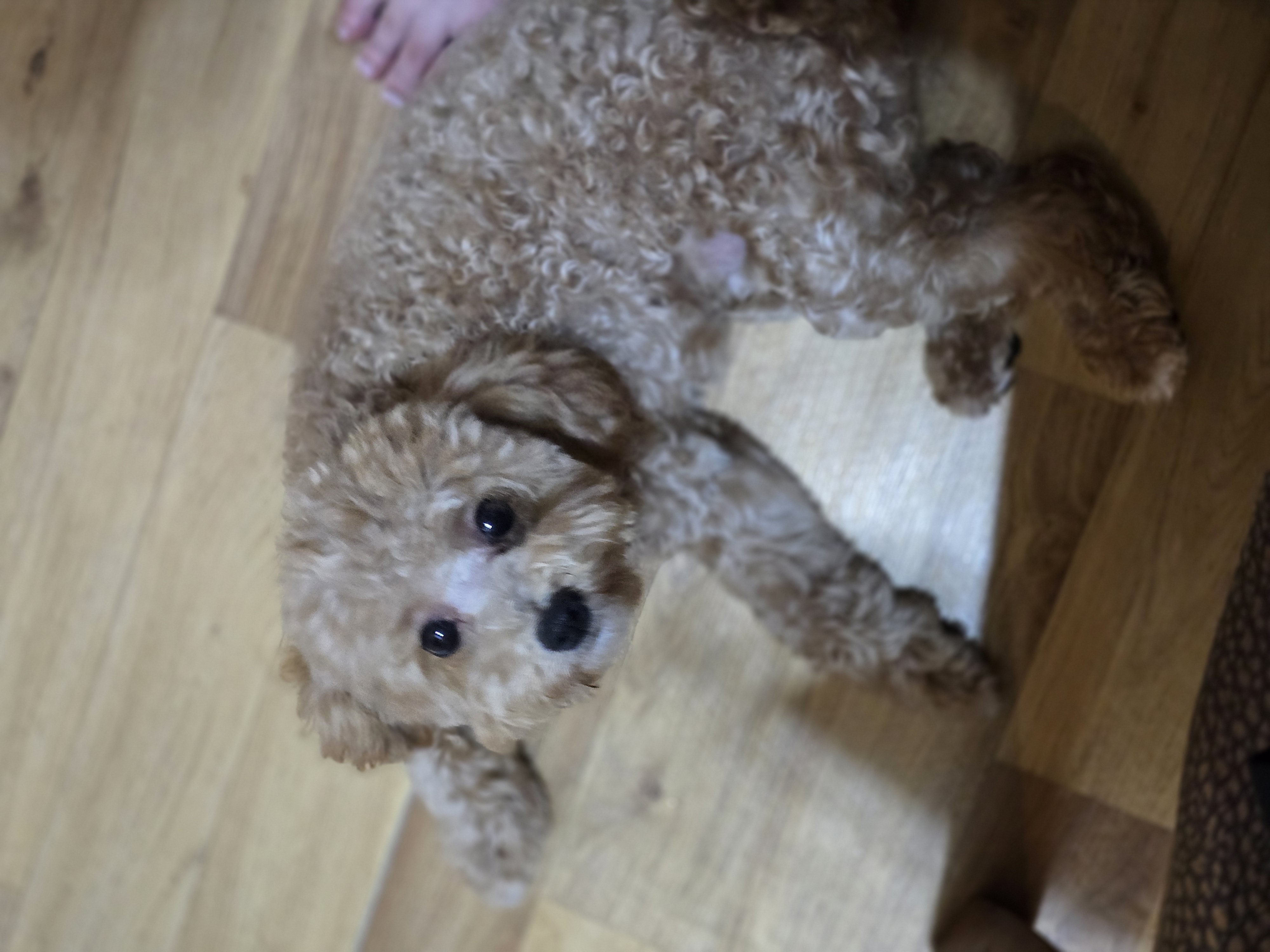 마롱(전 라떼)이와 함께한 지 한달 후기입니다~