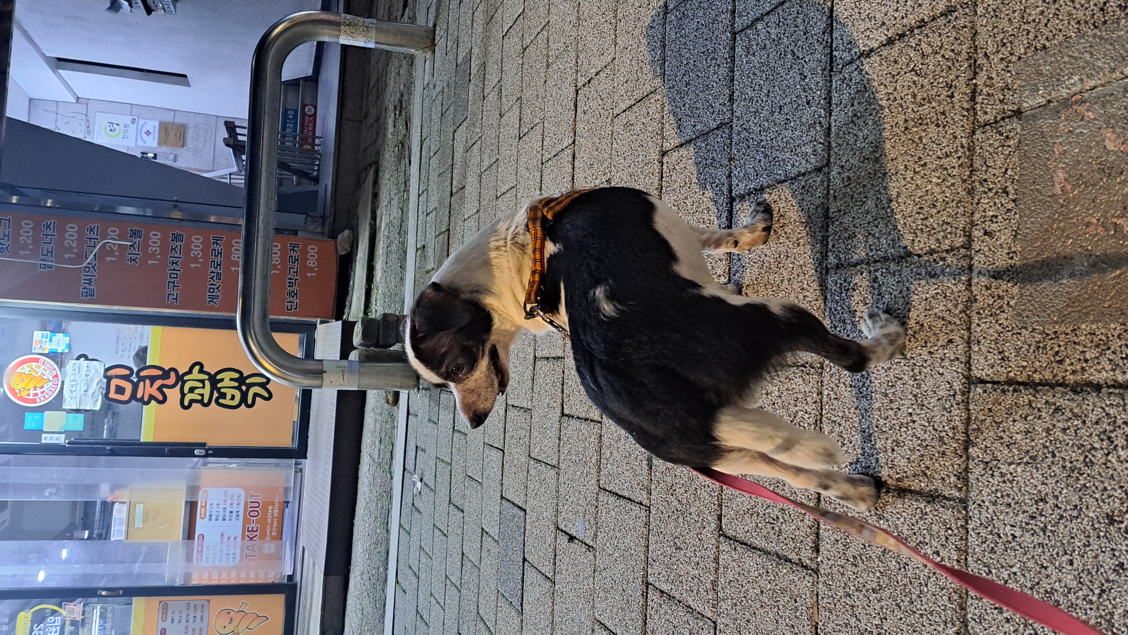 깨비(다일이) 입양 후 이야기