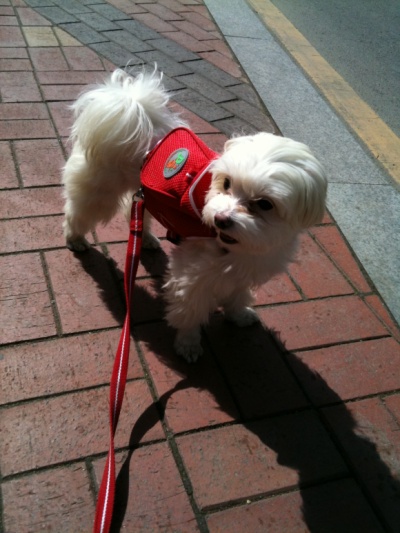 잃어버린 애완견(말티즈 수컷)찾습니다.