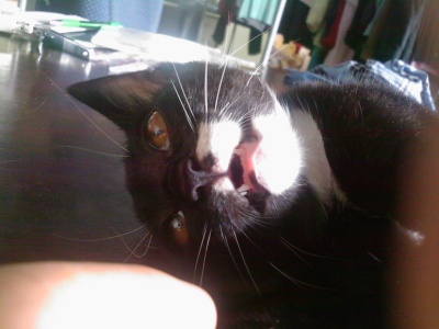 충북청원구내수읍  고양이를 찾습니다. 