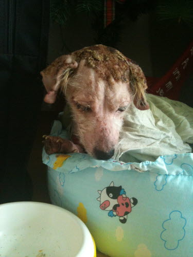 강아지 보호중입니다(발견-원주시 단구동 원룸촌)