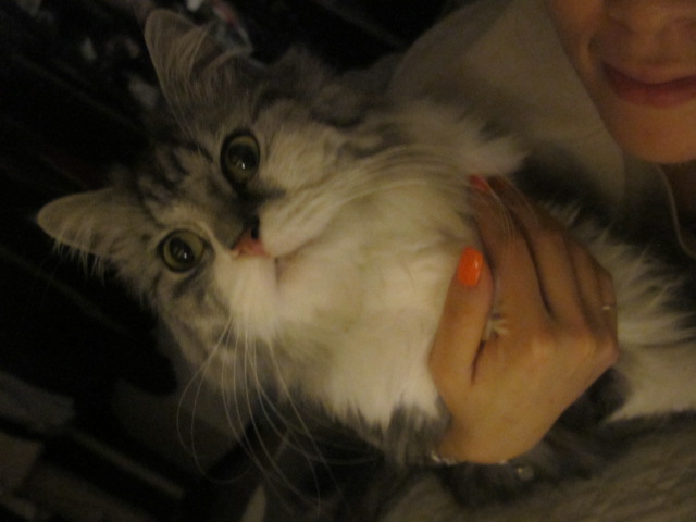 보호중입니다!! (페르시안 회색남아) 강남구 도곡동 까치공원에서 데리고왔어요