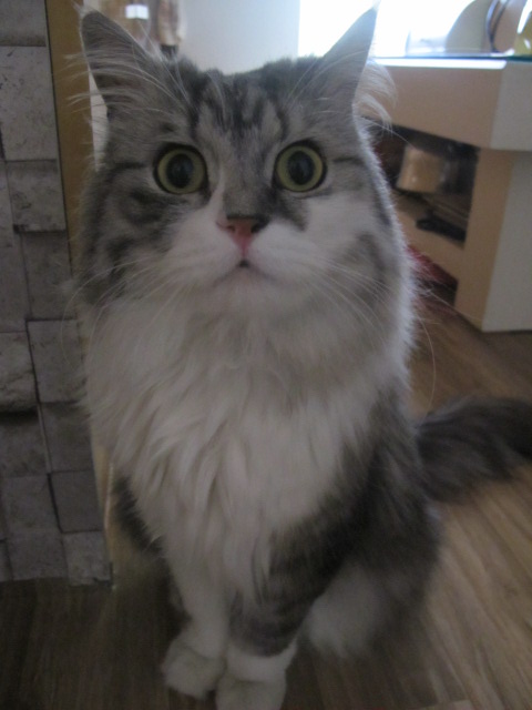 보호중입니다!! (페르시안 회색남아) 강남구 도곡동 까치공원에서 데리고왔어요
