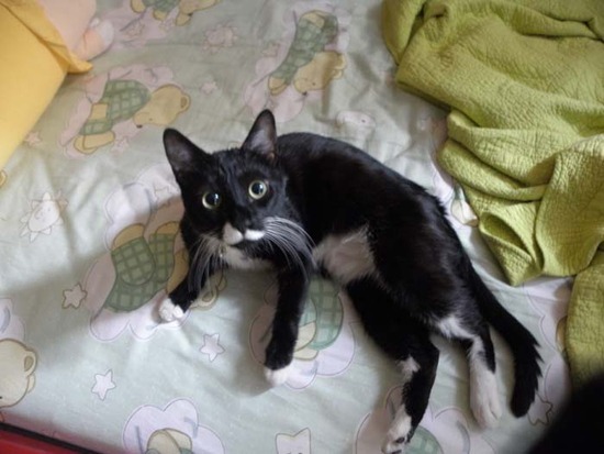 성북구 종암동 잃어버린 턱시도코셧고양이를 찾습니다