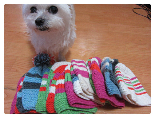 말티즈 딸아를 찾습니다(경기도 안양6동)