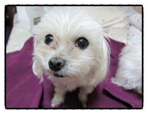 말티즈 딸아를 찾습니다(경기도 안양6동)