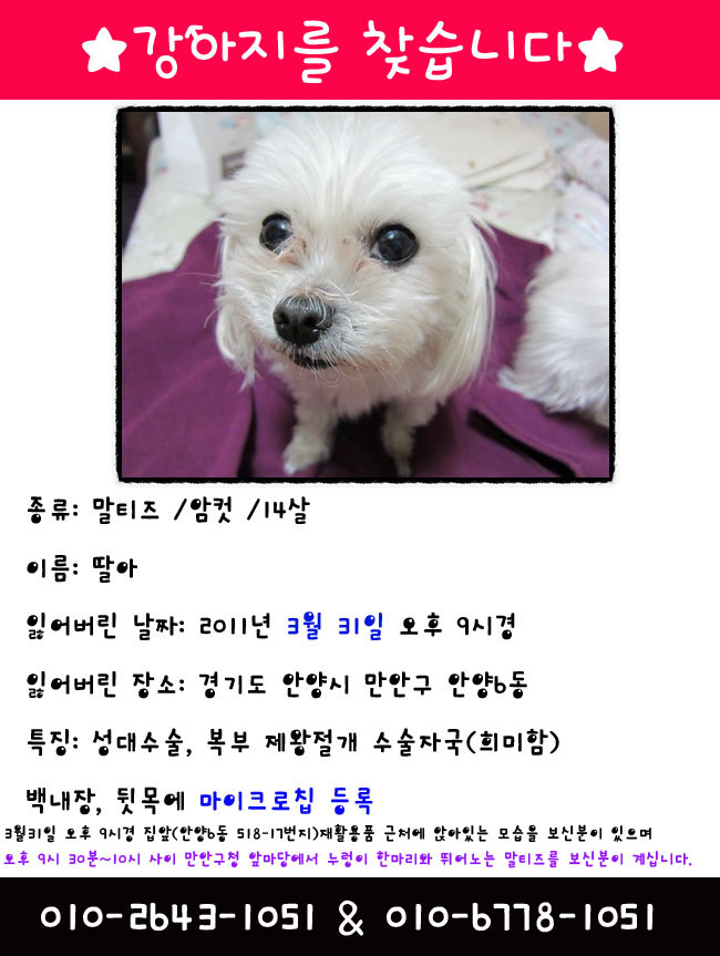 말티즈 딸아를 찾습니다(경기도 안양6동)