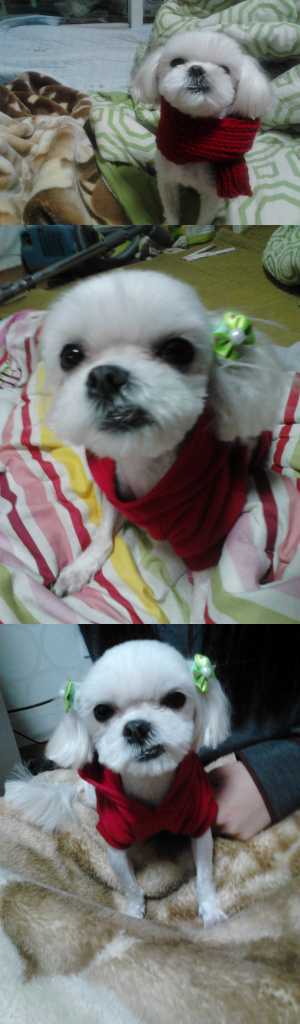 말티즈(초롱이)를찾습니다