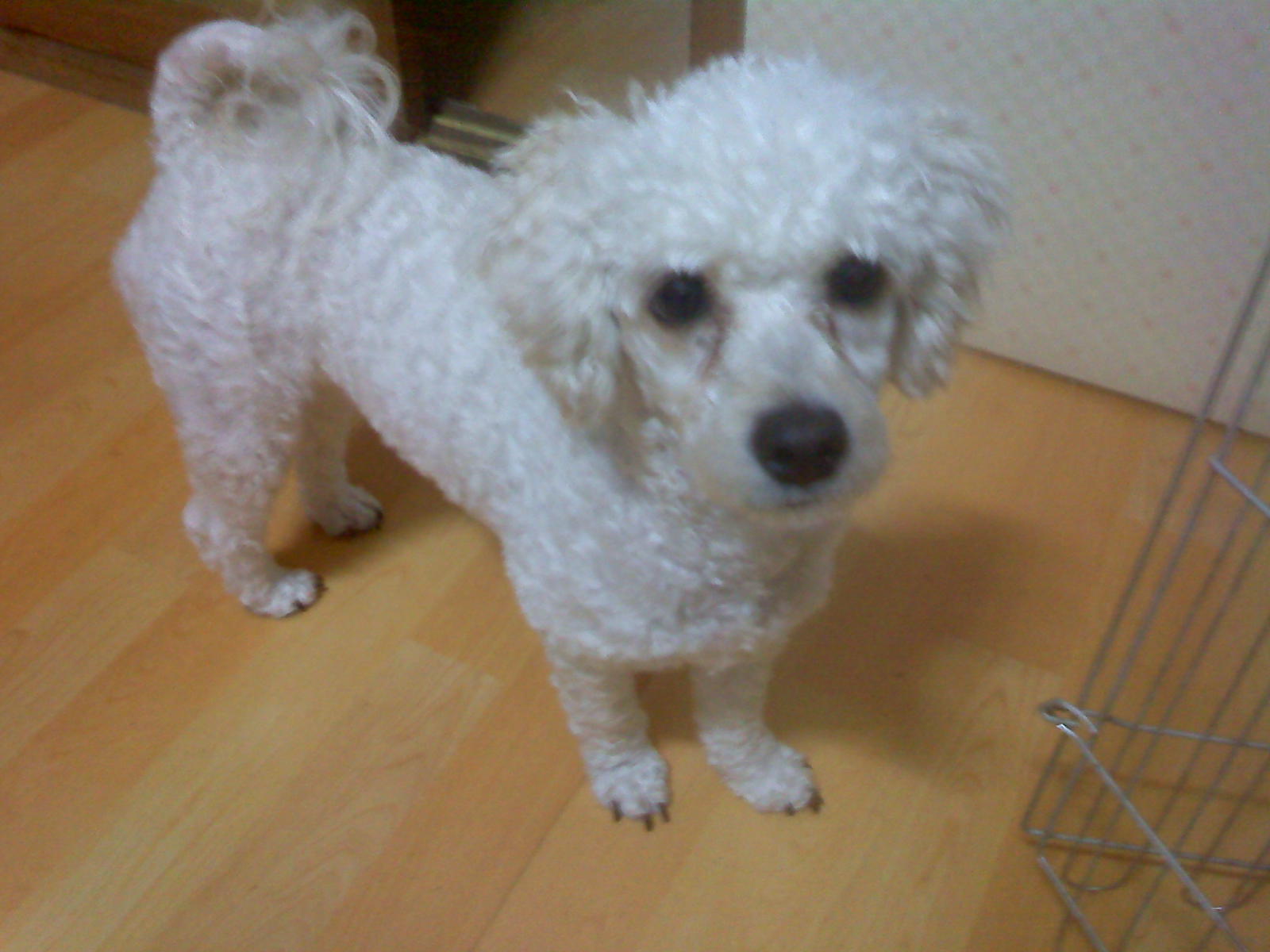 푸들 믹스견. 2살. 미용했어요. 남아 입니다.