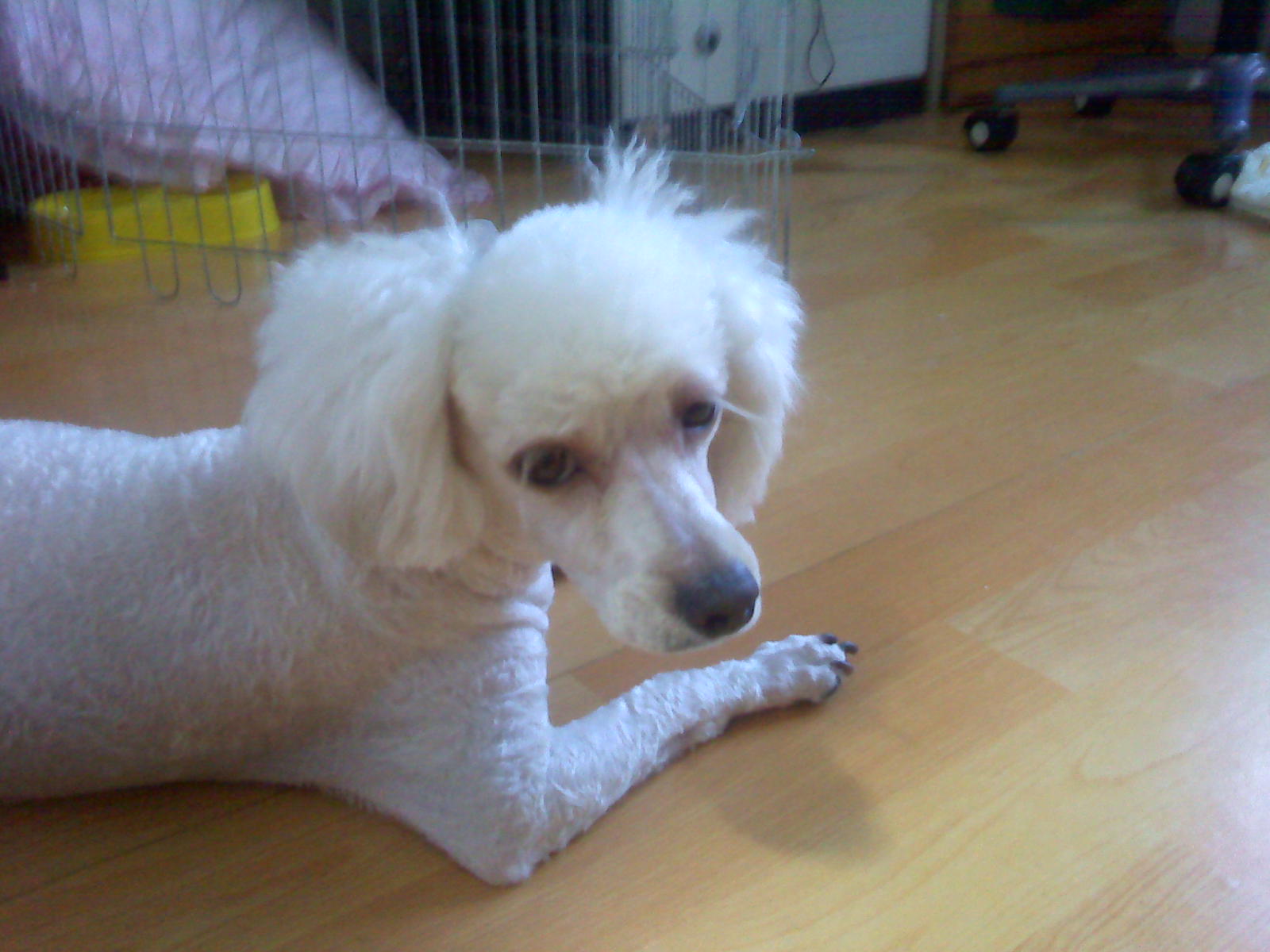 푸들 믹스견. 2살. 미용했어요. 남아 입니다.