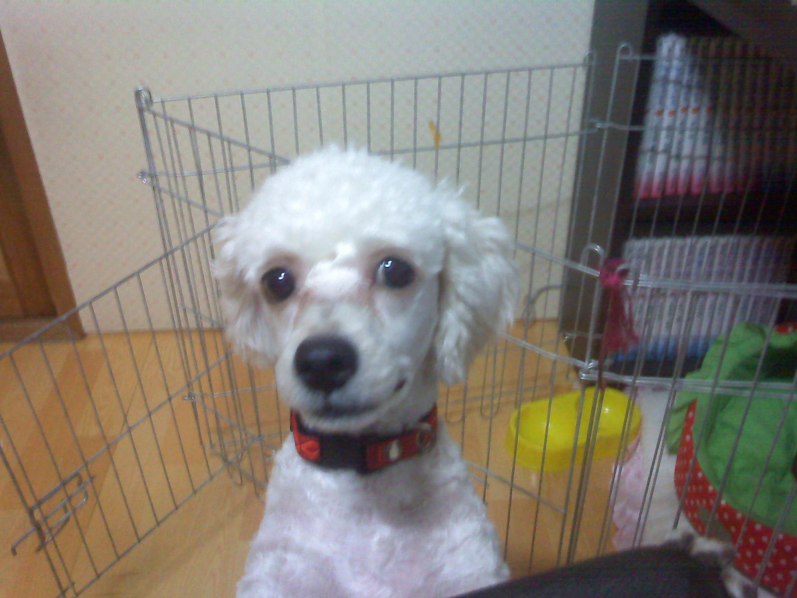 푸들 믹스견. 2살. 미용했어요. 남아 입니다.