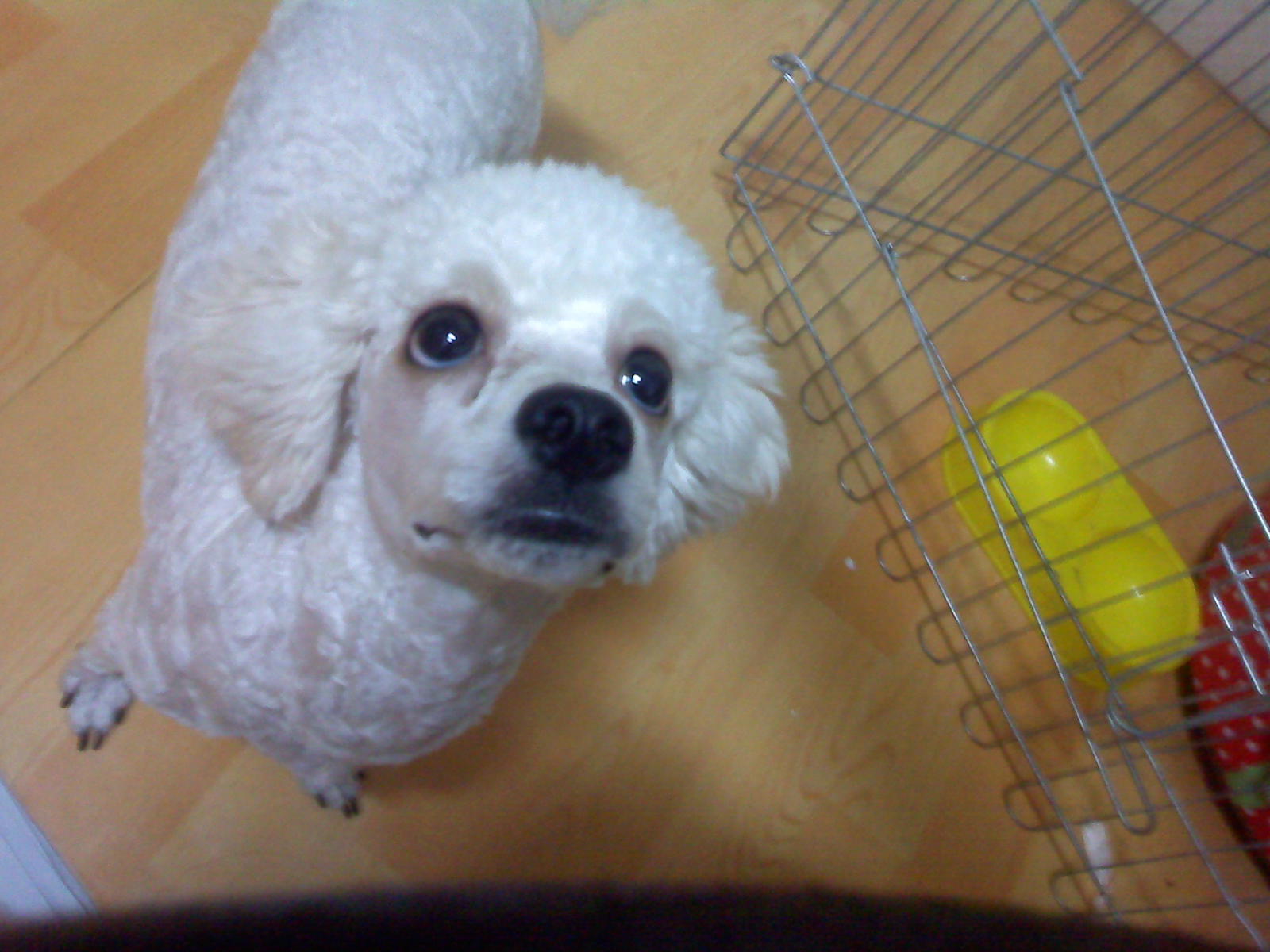 푸들 믹스견. 2살. 미용했어요. 남아 입니다.