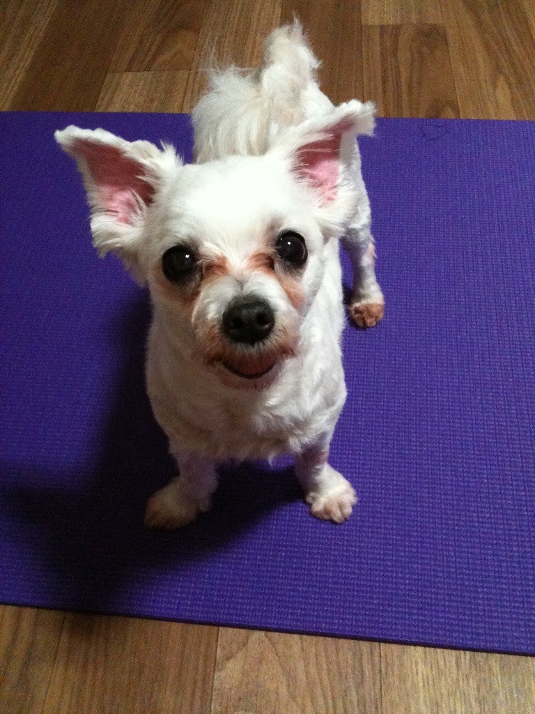 서울은평구 역촌동 말티즈(암) 찾습니다