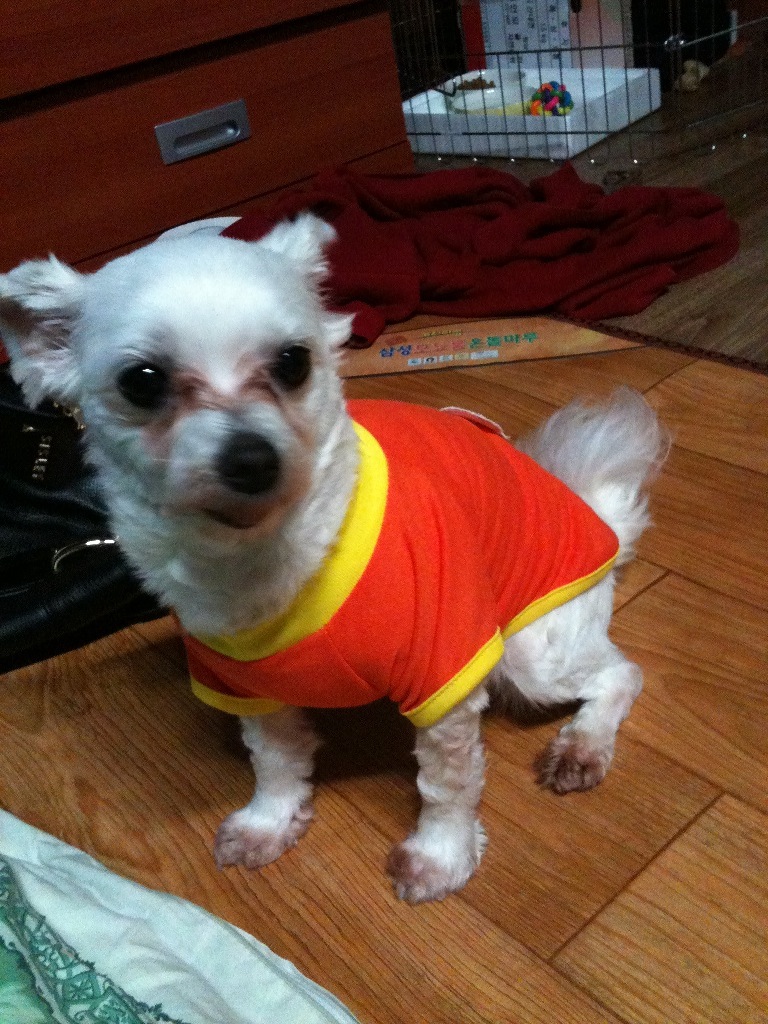 서울은평구 역촌동 말티즈(암) 찾습니다