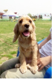 코카 2마리 찾습니다.(경기광명)