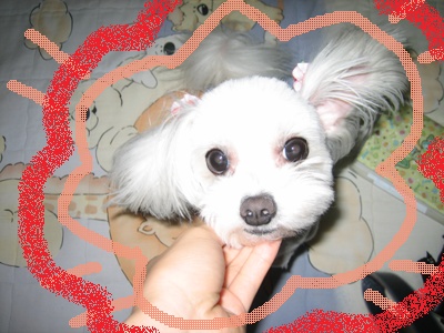 말티즈 찾습니다. (광주광역시) 양머리에 리본달고 있습니다