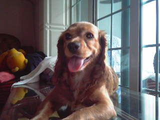 순이를 찾습니다_코카_여아_10세