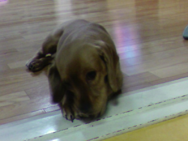 순이를 찾습니다_코카_여아_10세