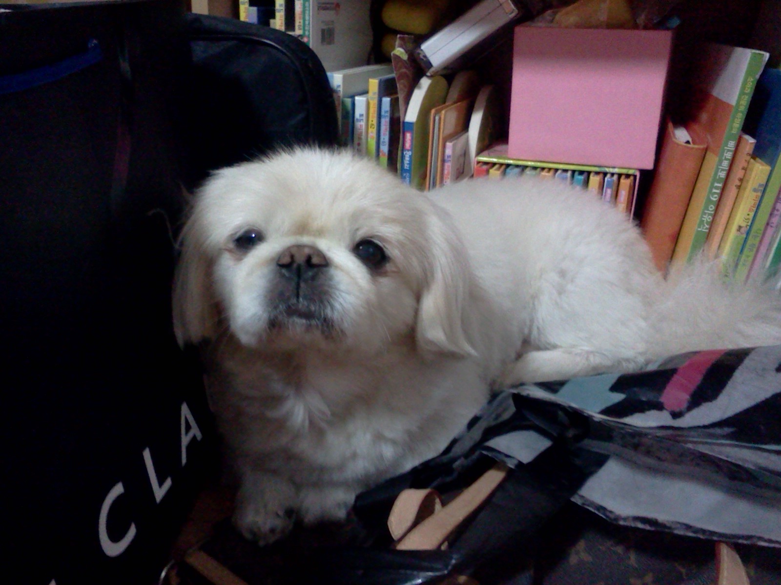 흰색 페키 남아 10살 찾아요.