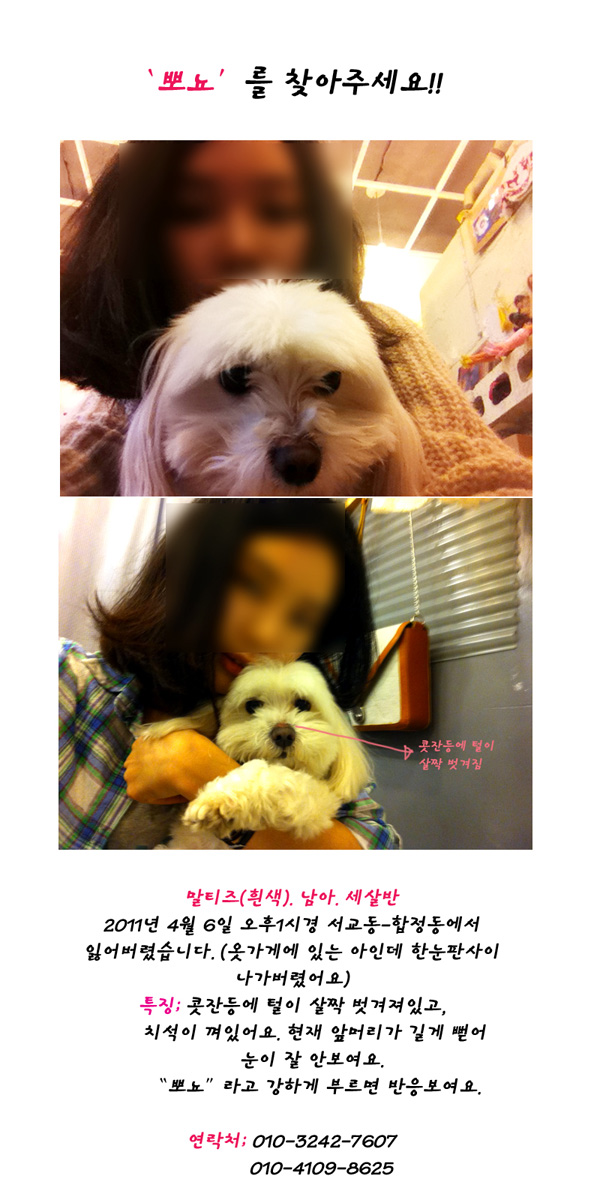 서울 마포구 합정역 근처 말티즈남아 뽀뇨를 찾아주세요