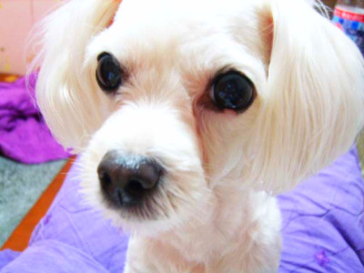 [수원장안구]우리 바보 찾아주세요..