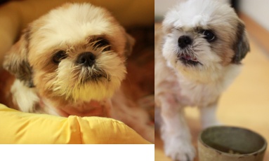 경기도 의왕시 내손동 시츄를 찾습니다.