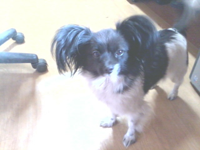 3월 강동구에서 잃어버린 빠삐용 암컷을 찾습니다.(검은색+흰색)