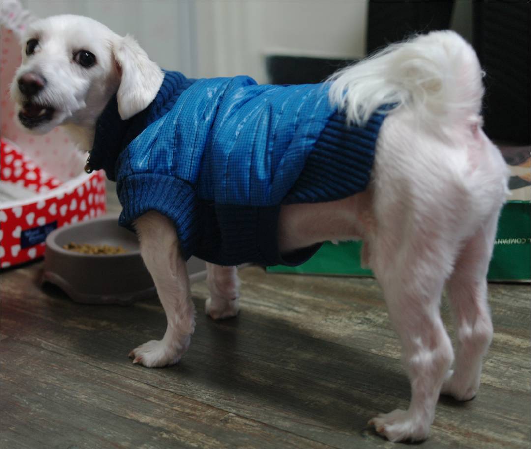 4월10일 흰색말티즈 길용이 강북구 광산사거리에서 실종되었습니다. 찾아주세요.. ㅠㅠ 