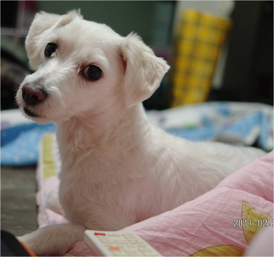 4월10일 흰색말티즈 길용이 강북구 광산사거리에서 실종되었습니다. 찾아주세요.. ㅠㅠ 