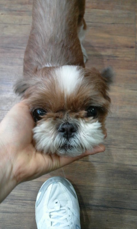 일산 주엽역 강선마을쪽!!! 시츄 2~3살 여아 주인찾아요!!