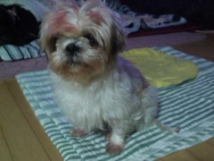 경기도 안산시 한양대학교부근 시추(암) 발견 보호중